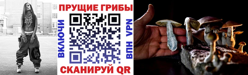 Галлюциногенные грибы Psilocybe  даркнет сайт  Воронеж 